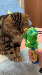 "The Funniest Cat Videos You Will See Today"