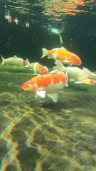 koi fish in aquarium fishing life