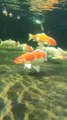 koi fish in aquarium fishing life