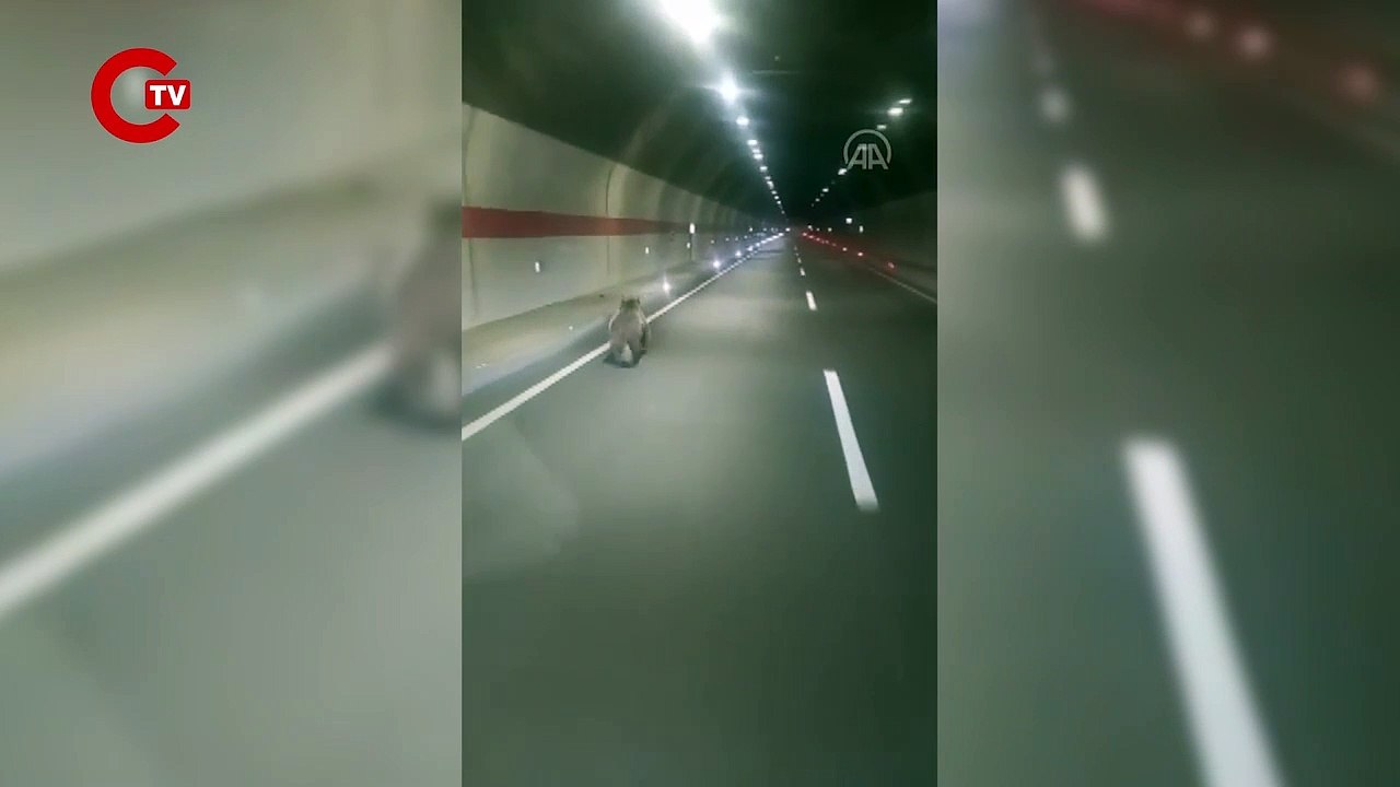 Rize'de tünelde koşan ayı cep telefonuyla kaydedildi