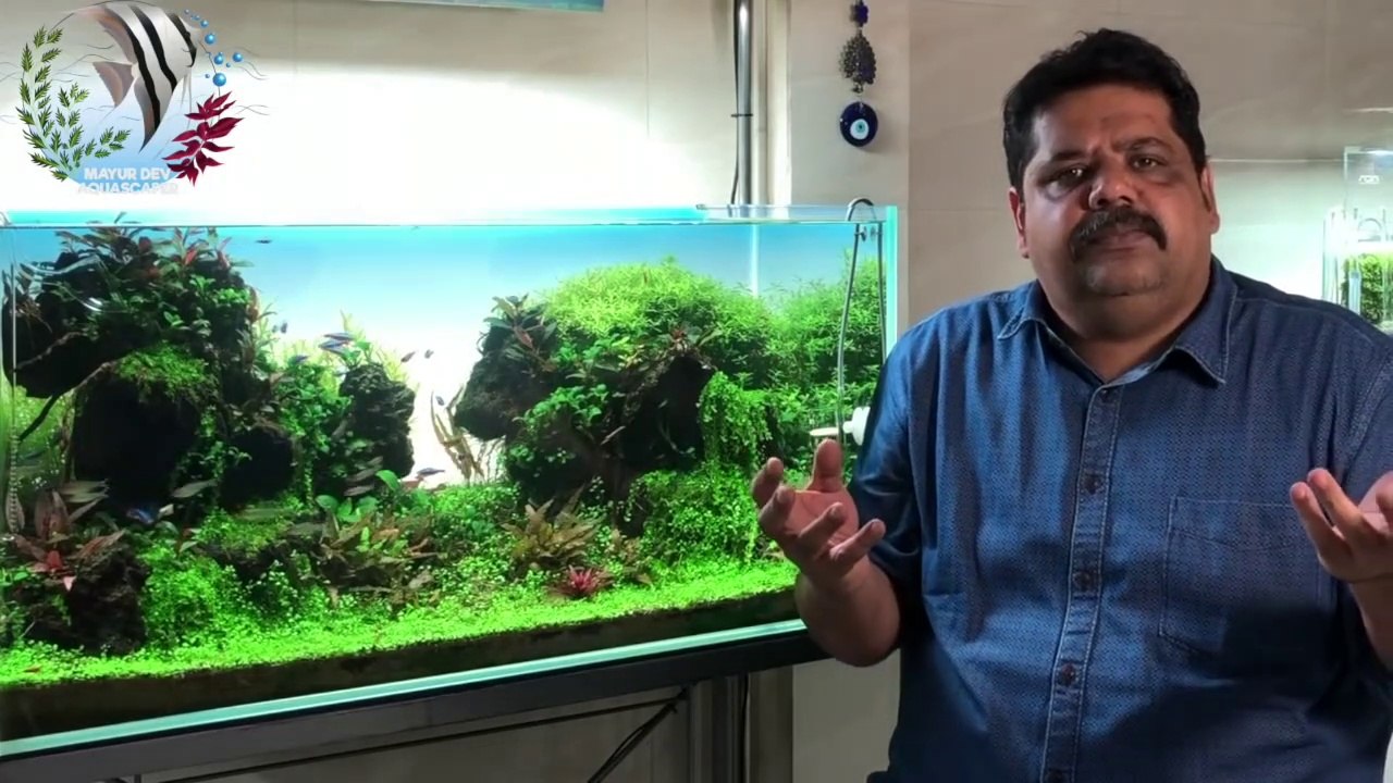 HOW & HOW MUCH Fish Food to Feed Fish in Aquarium,Live Food, Discus Food, Planted Aquarium Fish Food