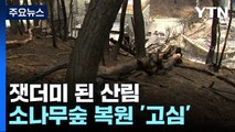 잿더미 된 산림...산불 취약한 소나무숲 복원 '고민' / YTN