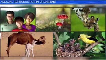 12_1_1. Asexual reproduction in organism