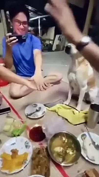 Funny Animals Reels