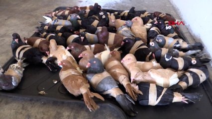 Kapıkule'de 44 güvercin ele geçirildi