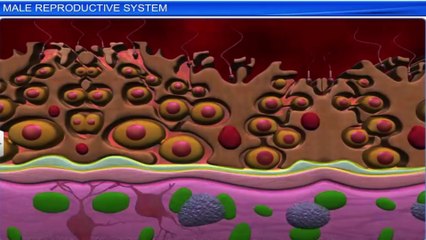 12_3_bio_1. Male reproductive system