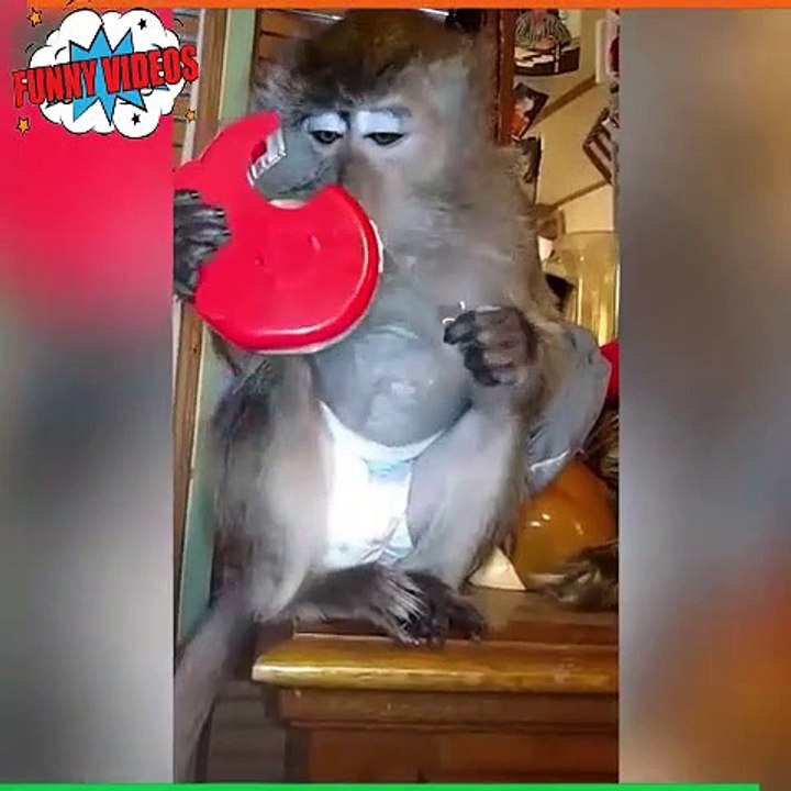 Noughty Monkey Very Funny Video