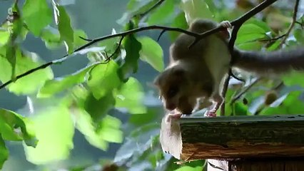 Prague sauvage - documentaire francais