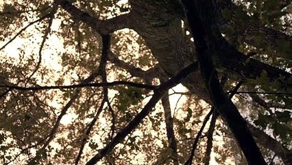 The Sound and the Fury Bande-annonce (EN)