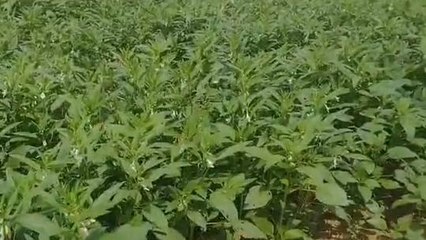 পূর্ব বর্ধমান: নিরাশ করছে তিল-বাদাম! অশনি সংকেত দেখছে চাষিরা