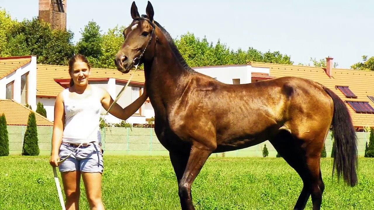 10 Horse Breeds You Will Not Believe Exist video Dailymotion