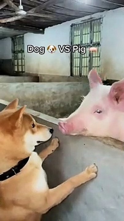 When dog see pigs for the first time#piganddog #dogandpig