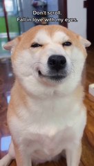 Side-Splitting Pet Fails Guaranteed to Make You Laugh!