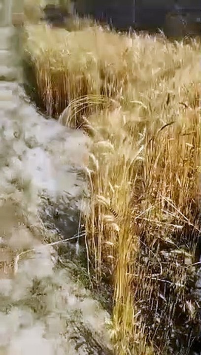 आगजनी से आठ बीघा में खड़ी गेहूं की फसल जली