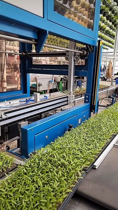 Mesmerizing Machine Creates Pepper Planting Perfection