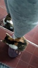 Shoes Are Much More Stylish With Kittens On Them