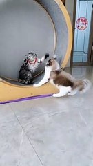 "You Can't-Miss These Funny Cat Videos"