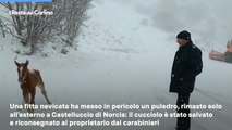 Bufera di neve sui monti sibillini: salvato un puledro