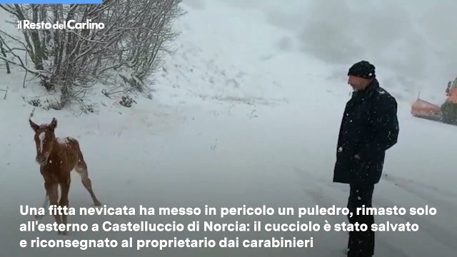 Bufera di neve sui monti sibillini: salvato un puledro