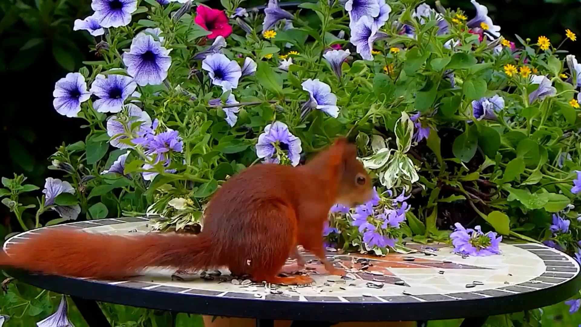 ⁣Learn about Wildlife, farm animals, pets, marine animals, and birdsong || Animal sounds