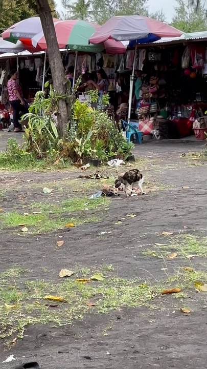 Bird Won't Leave Cat Alone