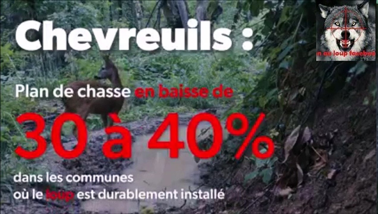 LE LOUP DANS LA DRÔME !