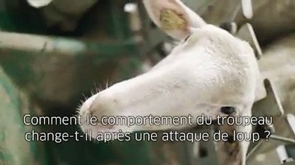 1.Comment le comportement du troupeau change t il apres une attaque de loup