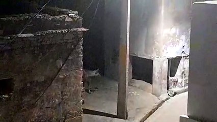 सागर मोहल्ले में दिखा जरख