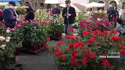 Bologna in fiore, un weekend di profumi in piazza Minghetti. Video