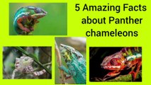 5 amazing Facts about Panther chameleons.
