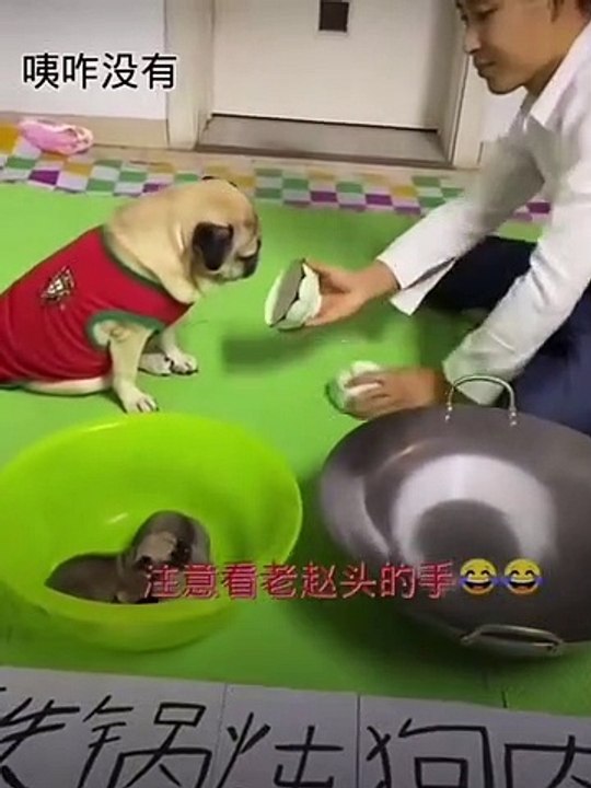 Fun with dog