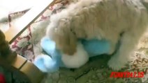 Funny Dog Humping Toy  The Poor Dog (2)