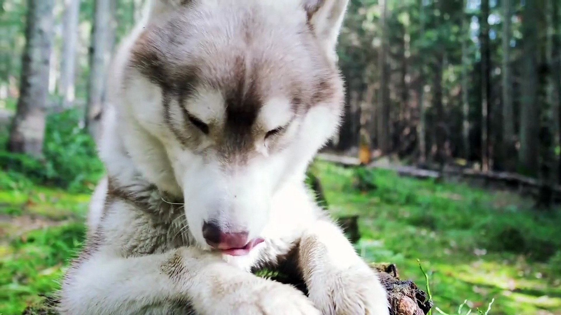 ⁣dogs || pets videos