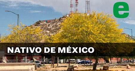 Así florece el Palo Verde en Sonora | EXPRESO