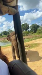 Elephant Shows Safari Tour Who's Boss