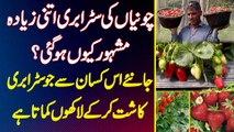Chunian Ki Strawberry Famous Kyu Ho Gai? Jaaniye Farmer Se Jo Strawberry Kasht Kar Ke Laakhon Kamate