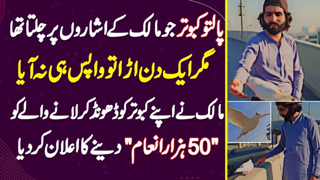 Paltu Kabutar Ju Ek Din Ura Tu Wapis Na Aya - Maalik Ka Dhond K Laane Wale Ko 50000 Dene Ka Elaan