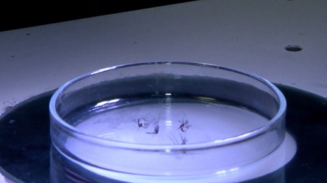 Casos de malaria subieron a 115 casos en Limón