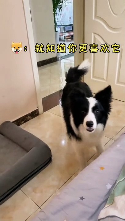 Clever border collie, big misunderstanding