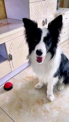 What is the experience of owning a playful border collie