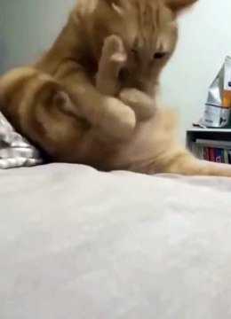 Are there any normal cats in the world # There are silly cats at home-2