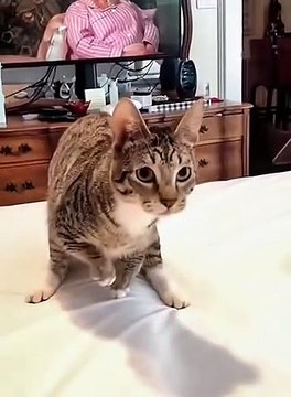 Are there any normal cats in the world # There are silly cats at home-1