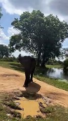 Elephant Shows Safari Tour Who's Boss