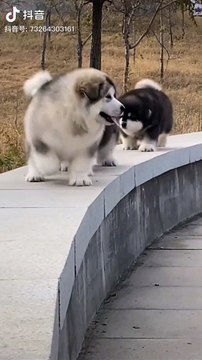 dog,bull dog,pitbull dog,#pitbull dog,funny dog,giant dog,#bully dog,dog videos,#bullie dog,#the pitbull