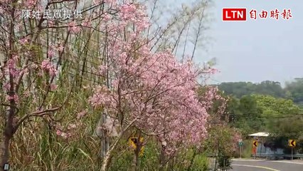 不是只有摔車！139縣道500櫻花樹大爆發（陳姓遊客提供）