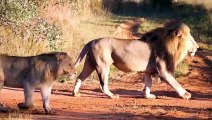 Pride of African Lions.