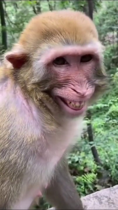 Monkey with turtle 