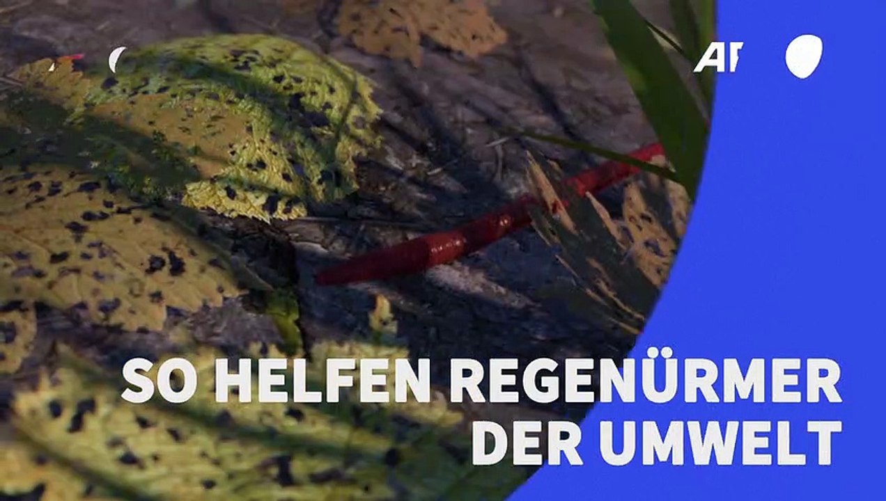 Videografik: So helfen Regenwürmer der Umwelt