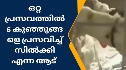 ഒറ്റപ്രസവത്തിൽ 6 കുഞ്ഞുങ്ങൾക്ക് ജന്മം നൽകി സിൽക്കി