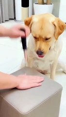 Lolz he is so Smart dog #funnyvideo